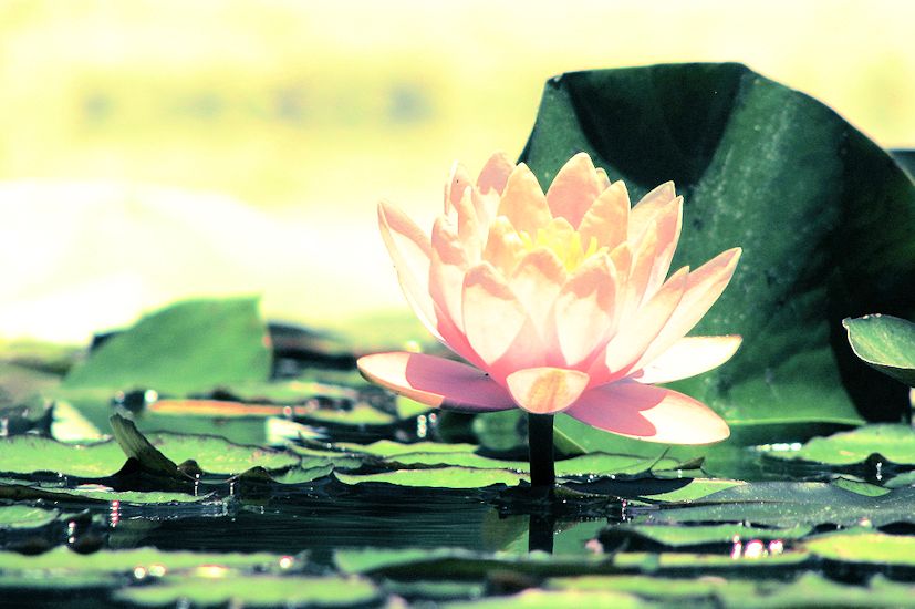 Como uma flor de lótus voltada para o sol: o Reiki ajuda-nos a descobrir a sabedoria | Foto: Ignacio/Creative Commons