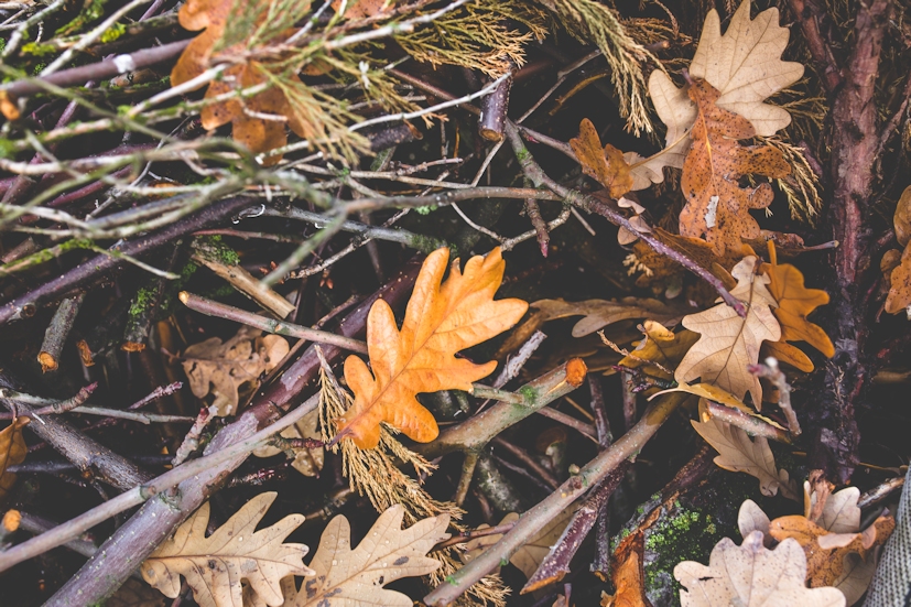 Folhas caídas de Outono: esta estação lembra-nos da importância de abrir mão do que não faz falta | Foto: Pexels